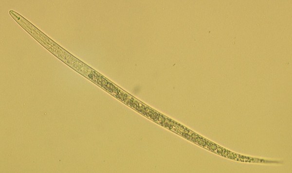 Tylenchulus semipenetrans