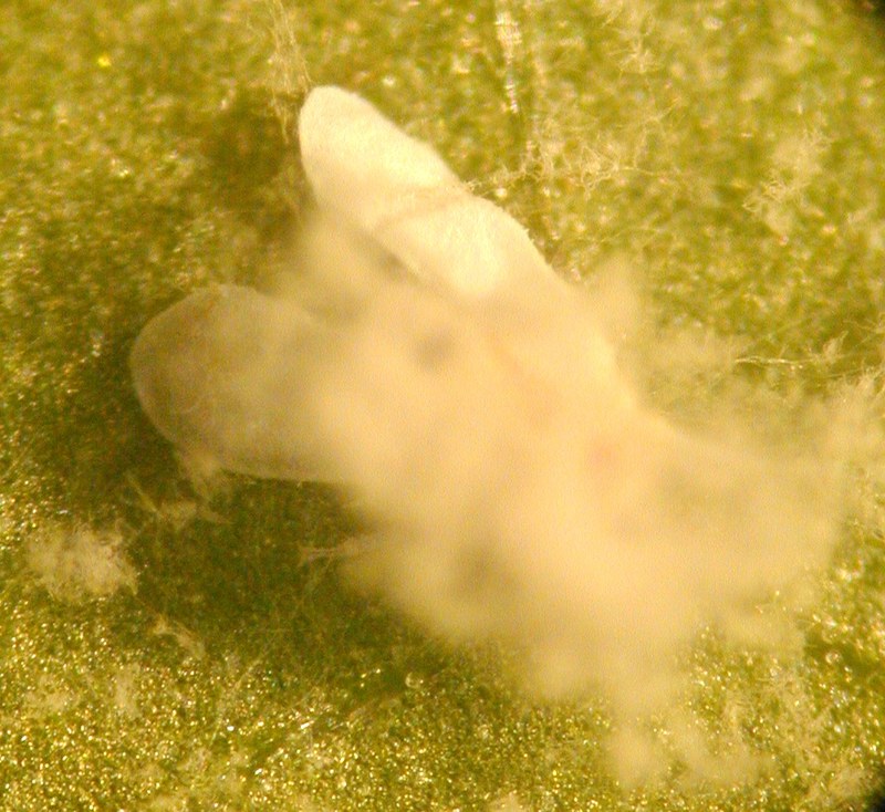 Mosca Blanca parasitada